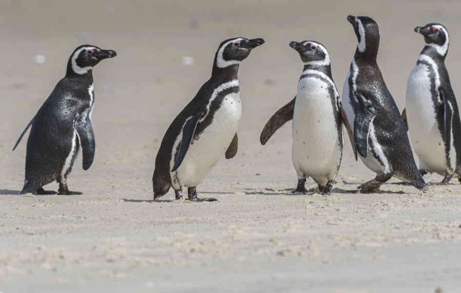 Pingüino de Magallanes - islas Falkland o Malvinas 10.jpg